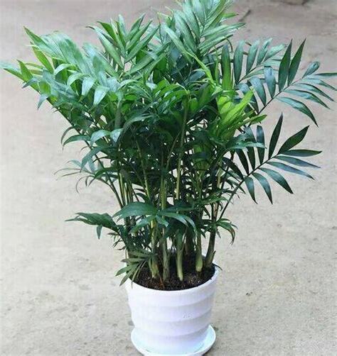 袖珍椰子 貓